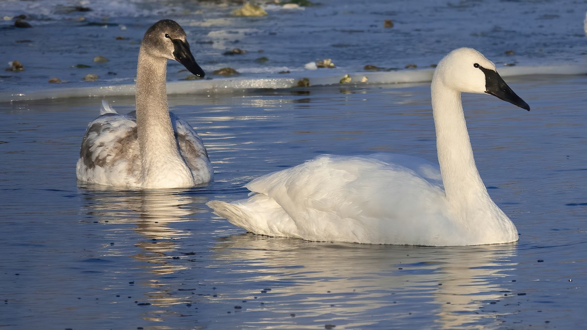 Trumpeter Swan - ML523243401