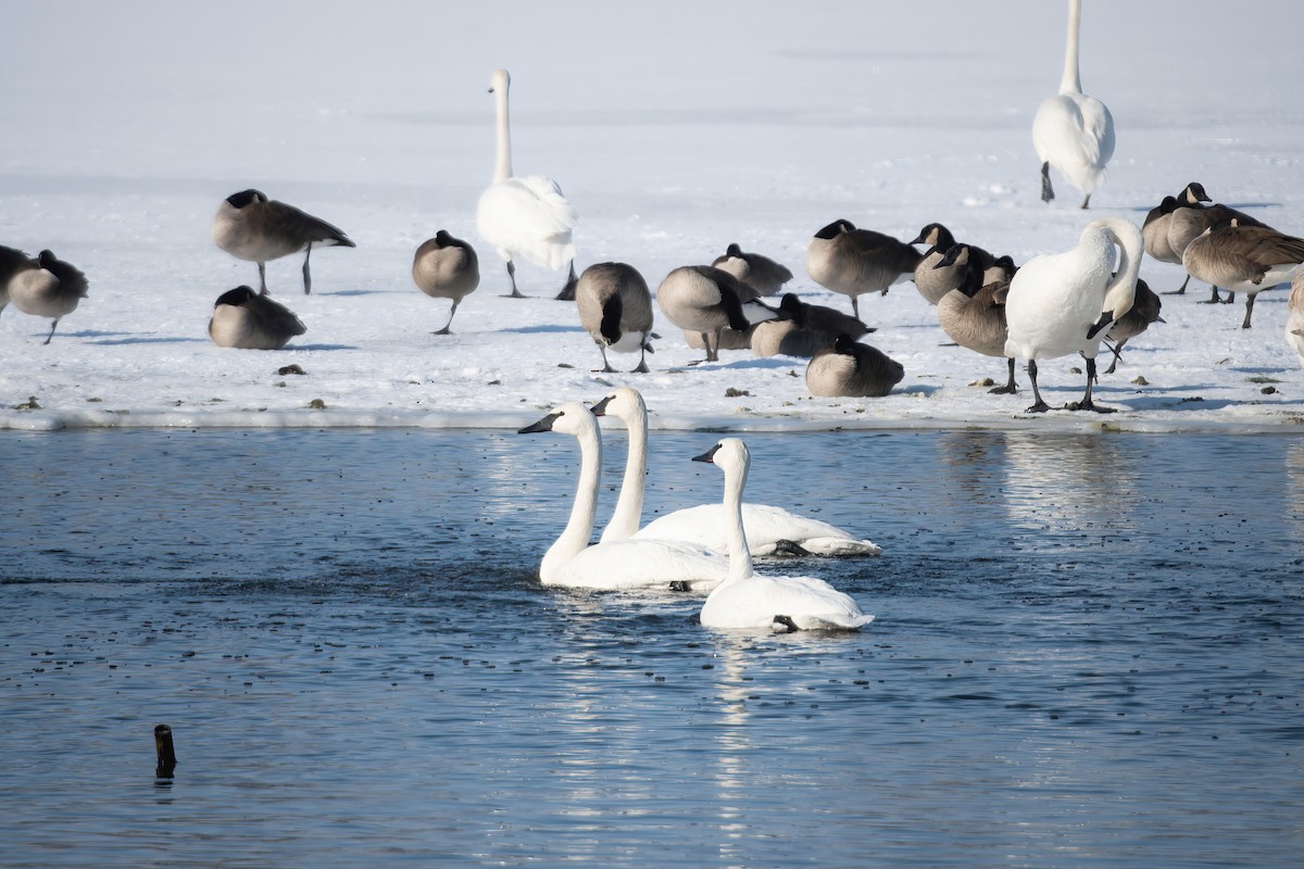 Trumpeter Swan - ML523243411