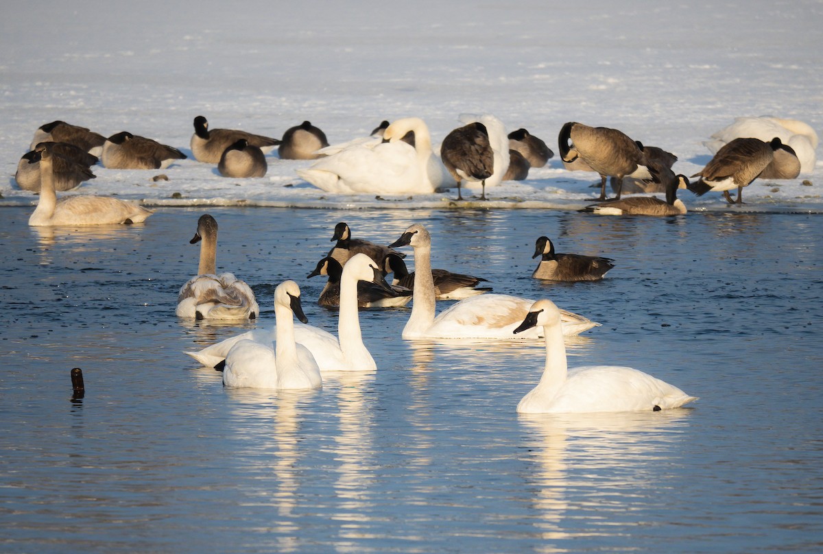 Trumpeter Swan - ML523243421