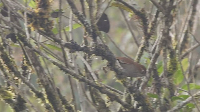 Brillencanastero - ML523244231