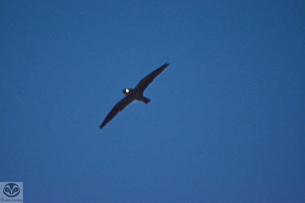 Short-tailed Nighthawk - ML523244791