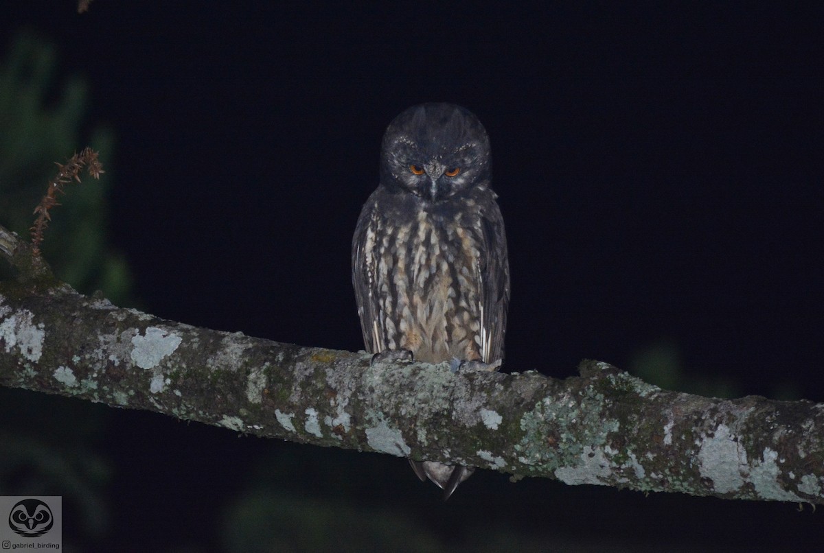 Stygian Owl - ML523244811