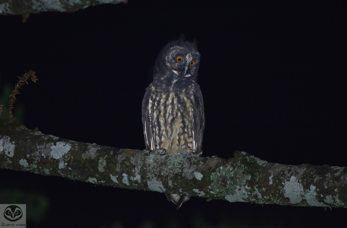 Stygian Owl - ML523244821