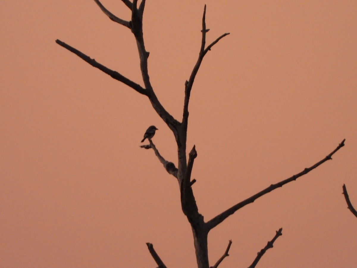 Loggerhead Shrike - Richard Guthrie