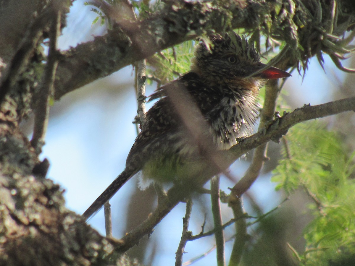 Spot-backed Puffbird - Matias Almeida