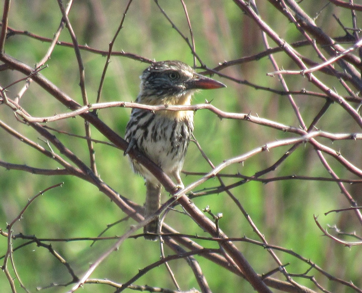 Spot-backed Puffbird - Matias Almeida