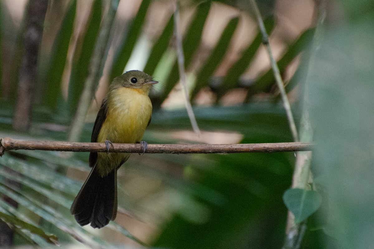 Black-tailed Flycatcher - ML523245741