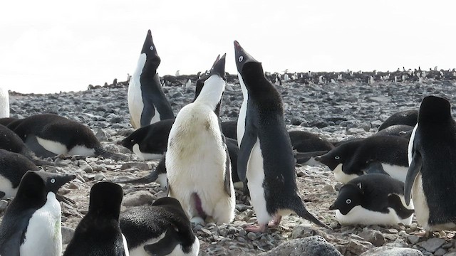 Adelie Penguin - ML523246221