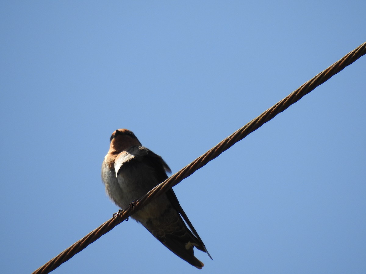 Hill Swallow - ML523246251