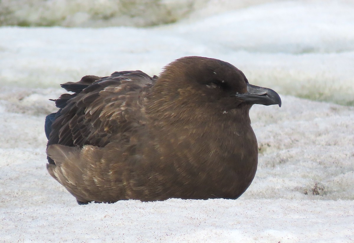 Brown Skua (Subantarctic) - ML523246261