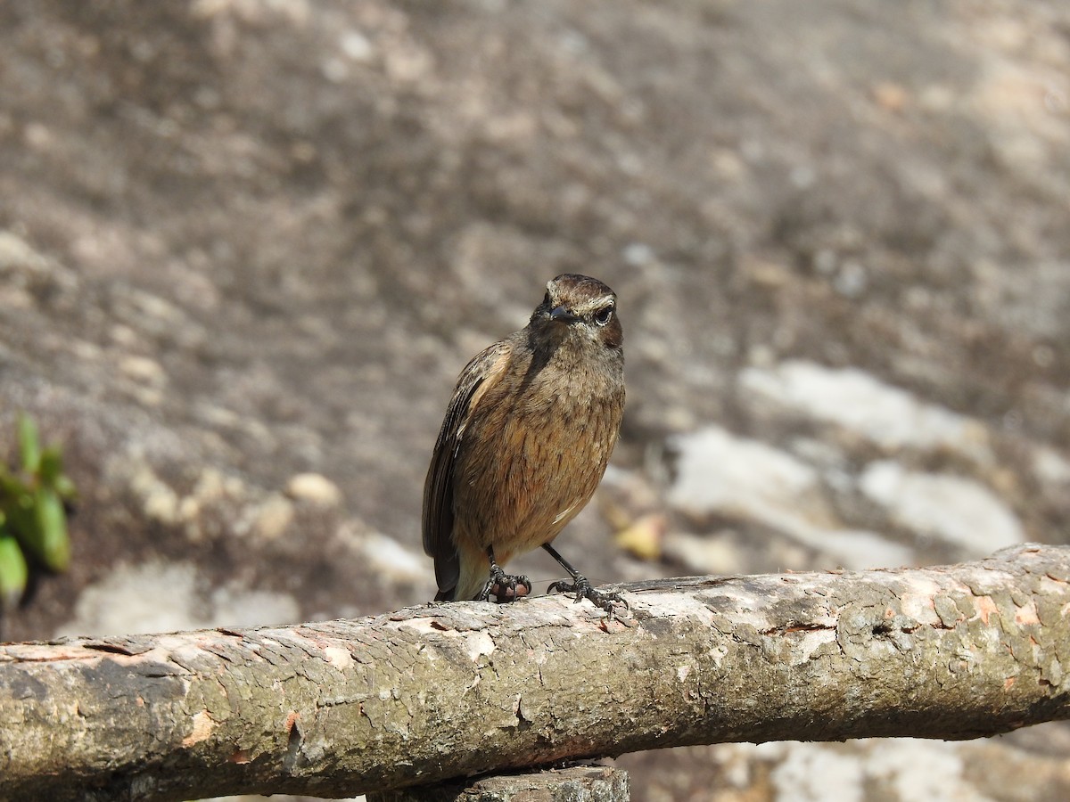 Pied Bushchat - ML523246451