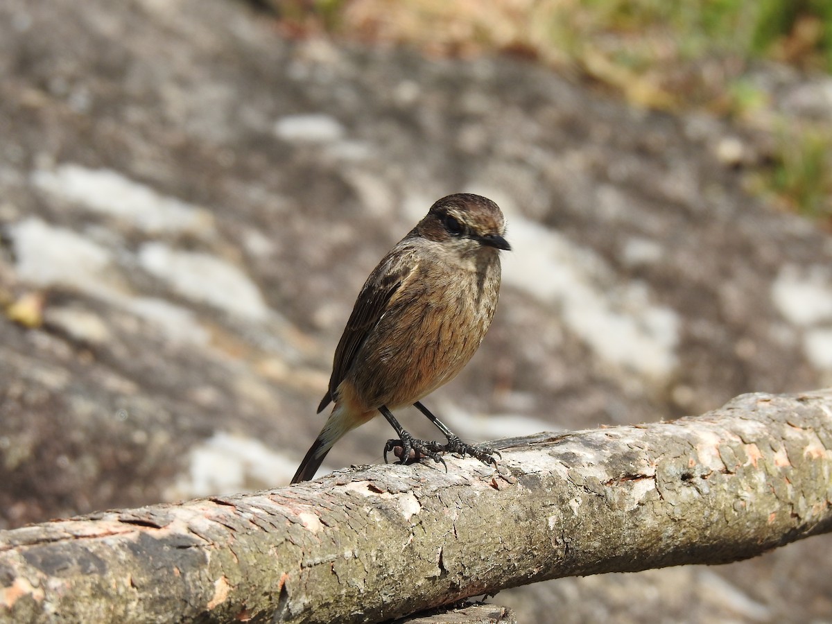 Pied Bushchat - ML523246461