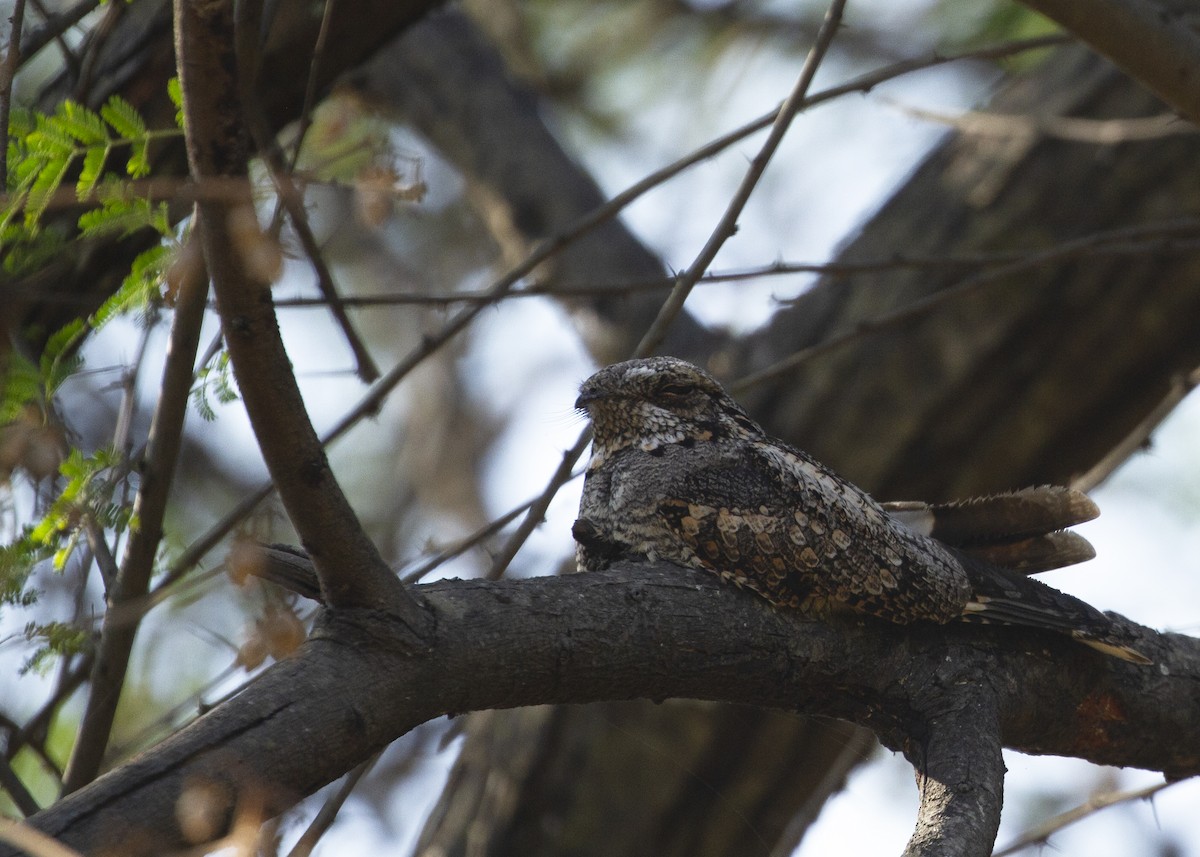 Jungle Nightjar - ML523246921