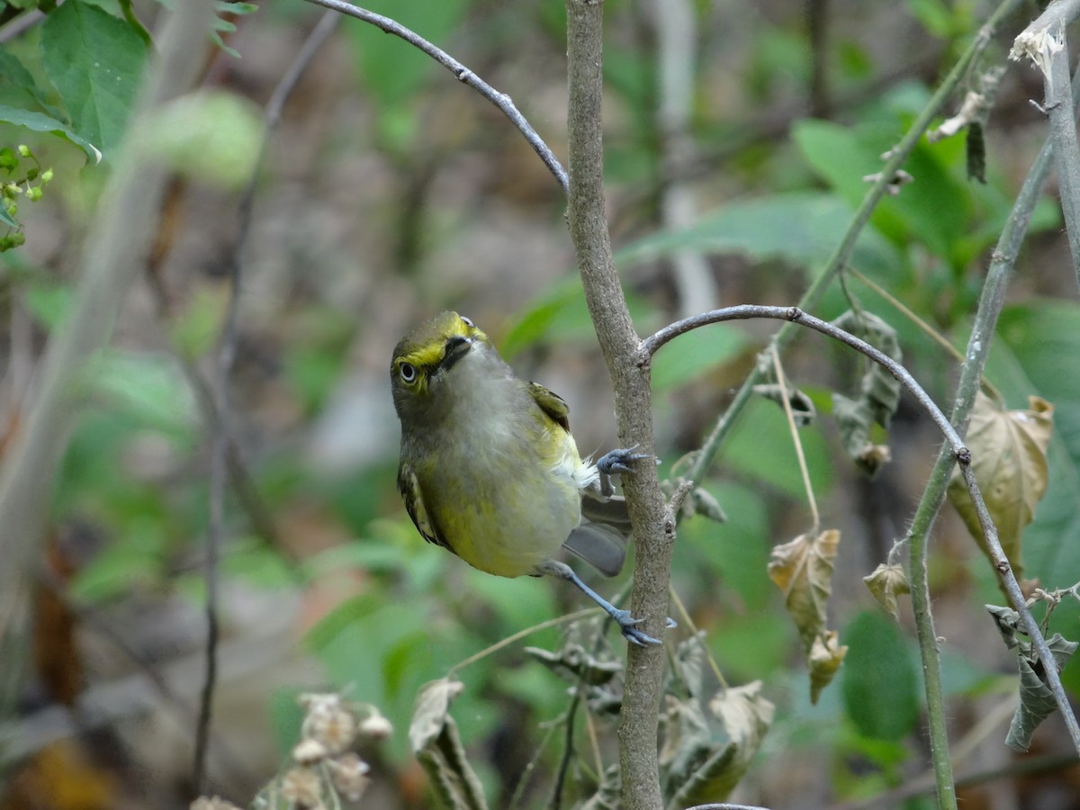 Vireo Ojiblanco - ML523247151