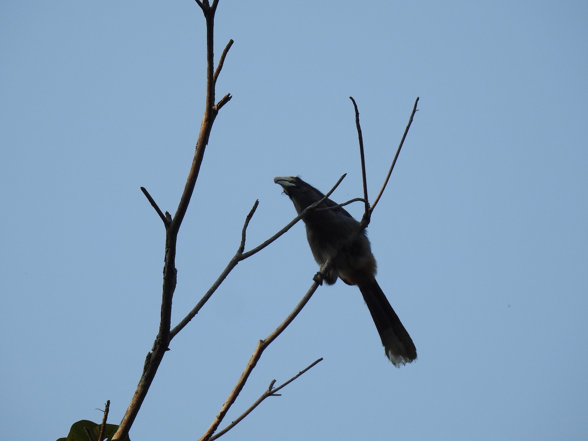 Malabar Gray Hornbill - ML523247411