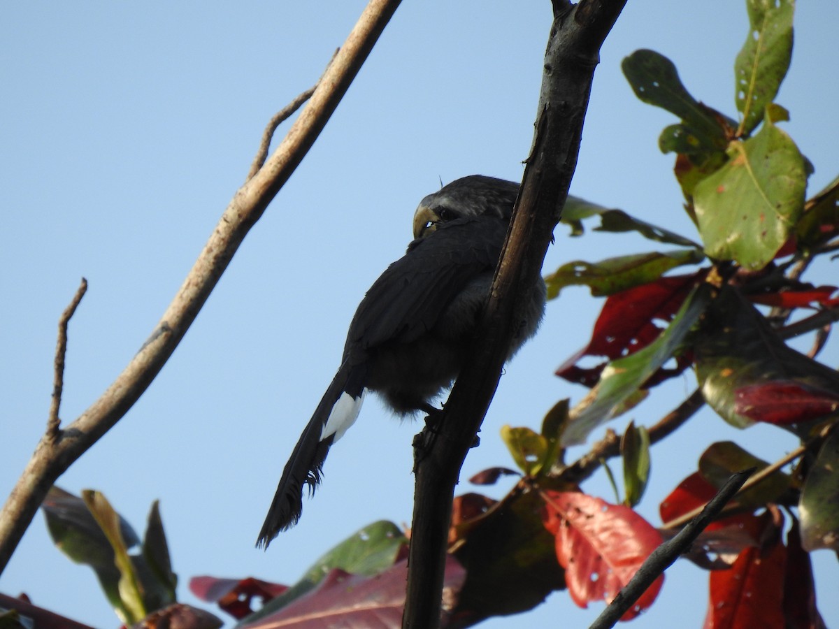 Malabar Gray Hornbill - ML523247431