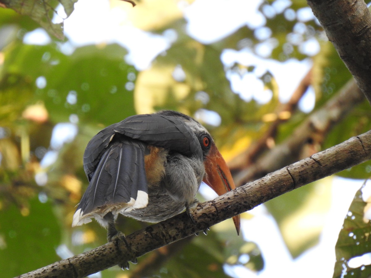 Malabar Gray Hornbill - ML523247441