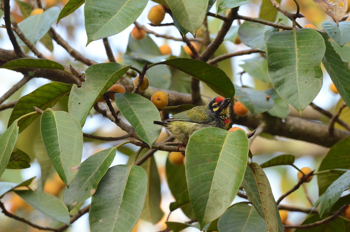 Malabar/Coppersmith Barbet - ML523247451