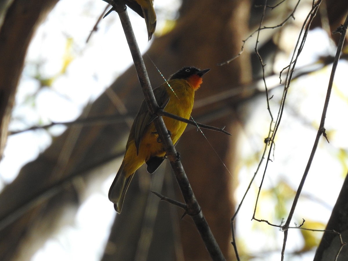 Flame-throated Bulbul - ML523247511