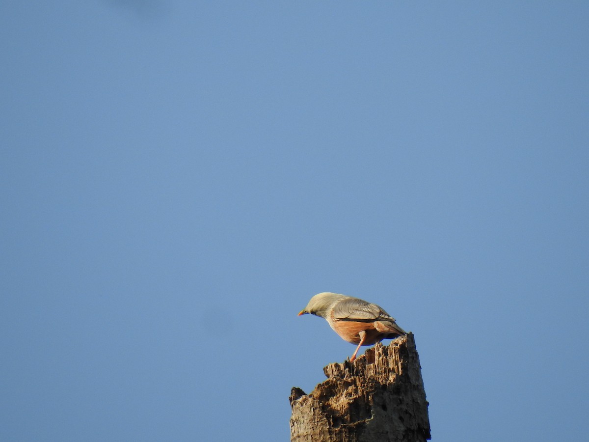 Chestnut-tailed Starling - ML523247661