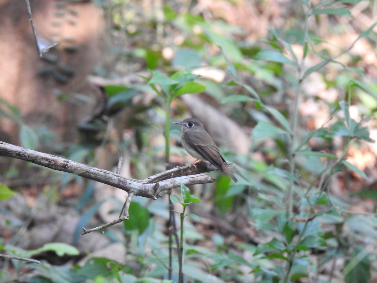 Brown-breasted Flycatcher - Arundev G