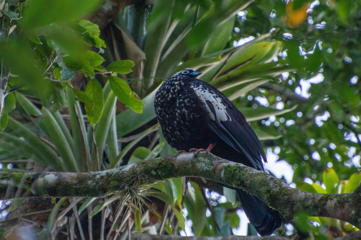 Black-fronted Piping-Guan - ML523247821