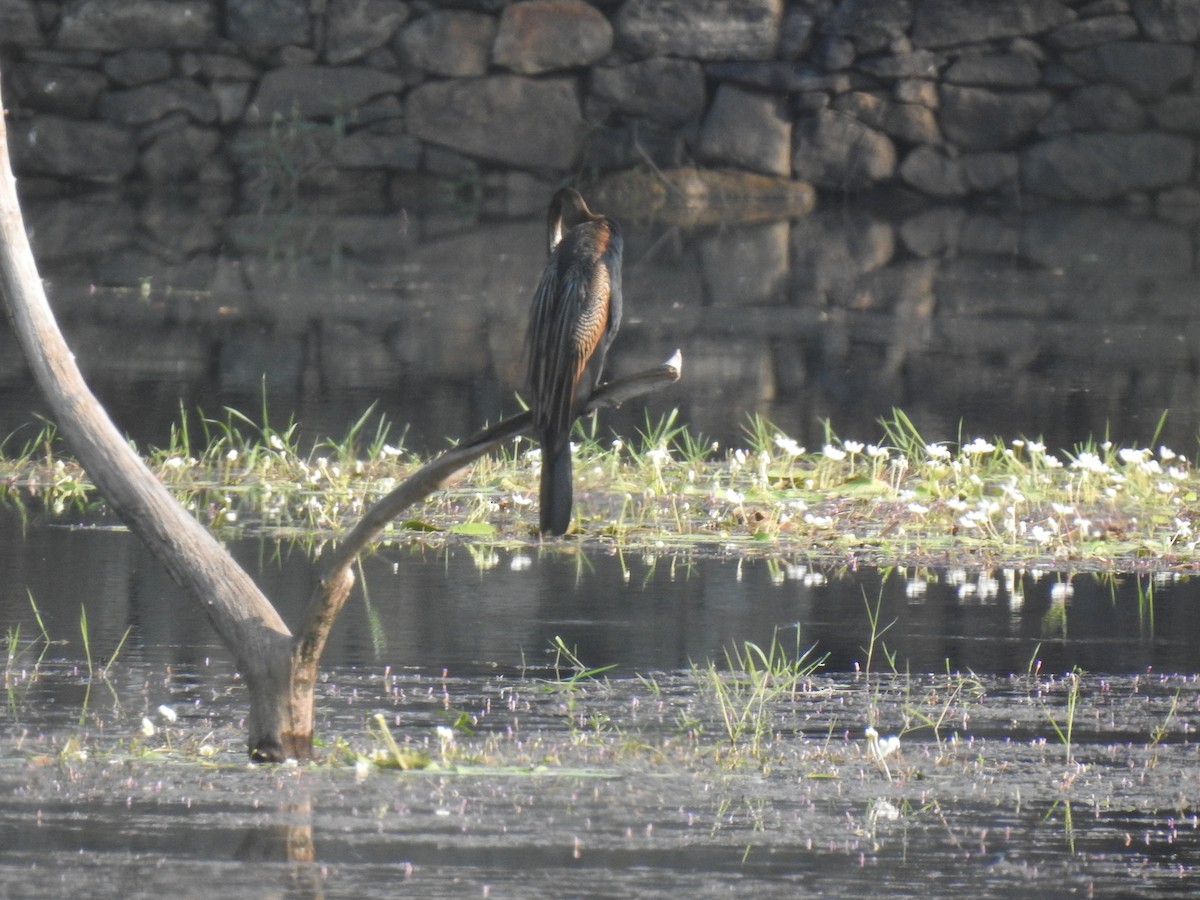 Anhinga roux - ML523248071