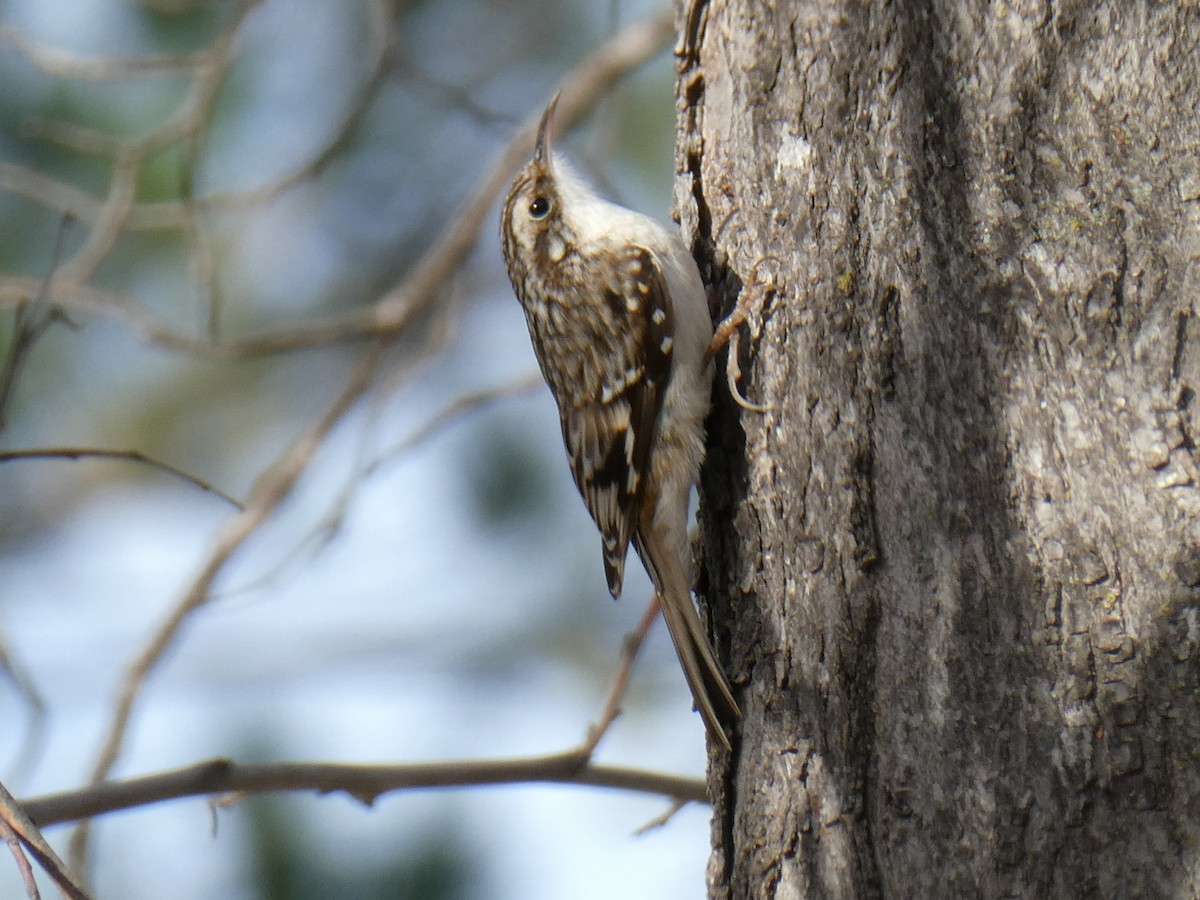 Brown Creeper - ML523248101