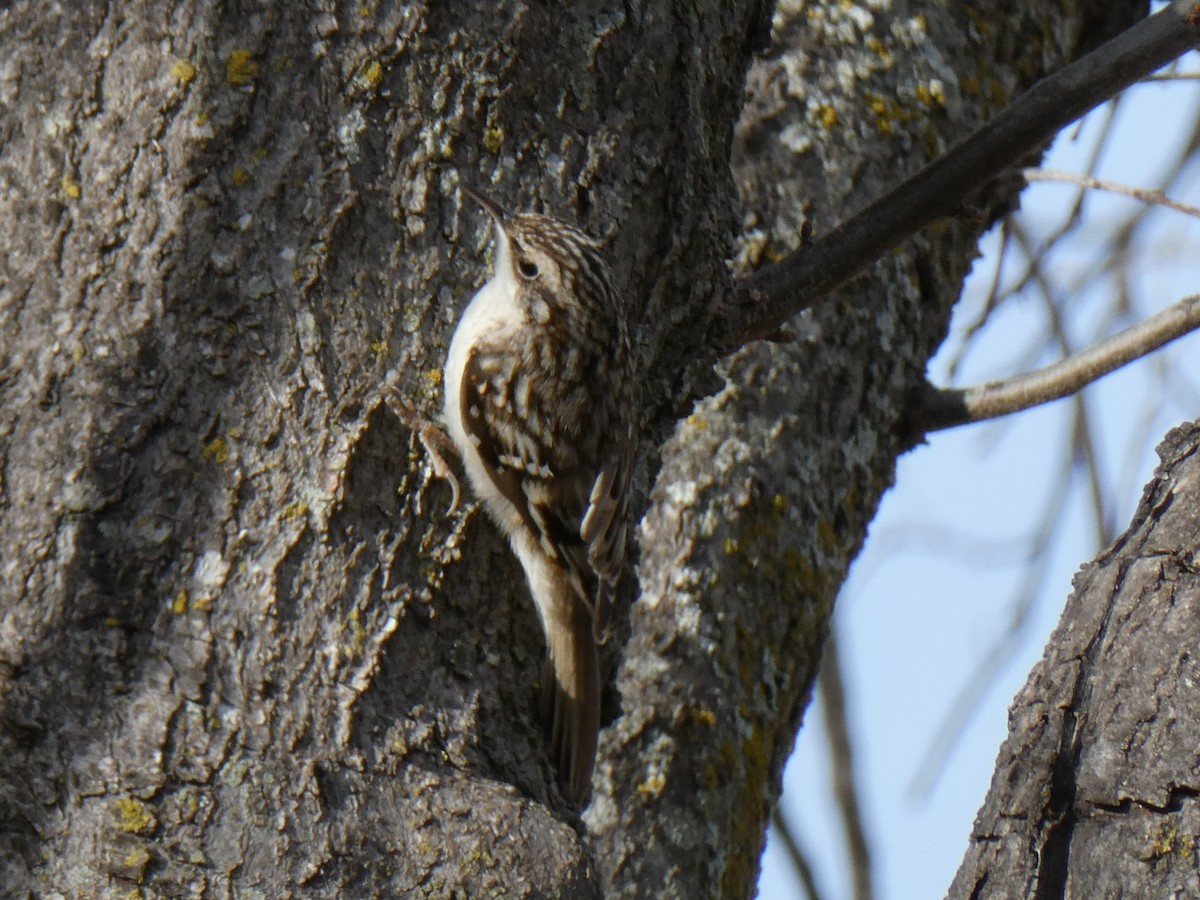 Brown Creeper - ML523248111