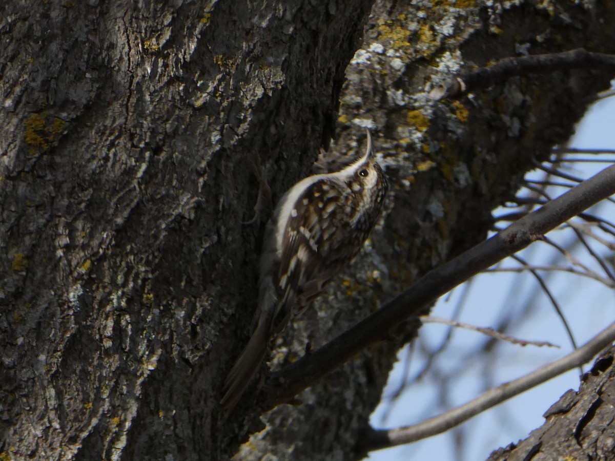 Brown Creeper - ML523248121