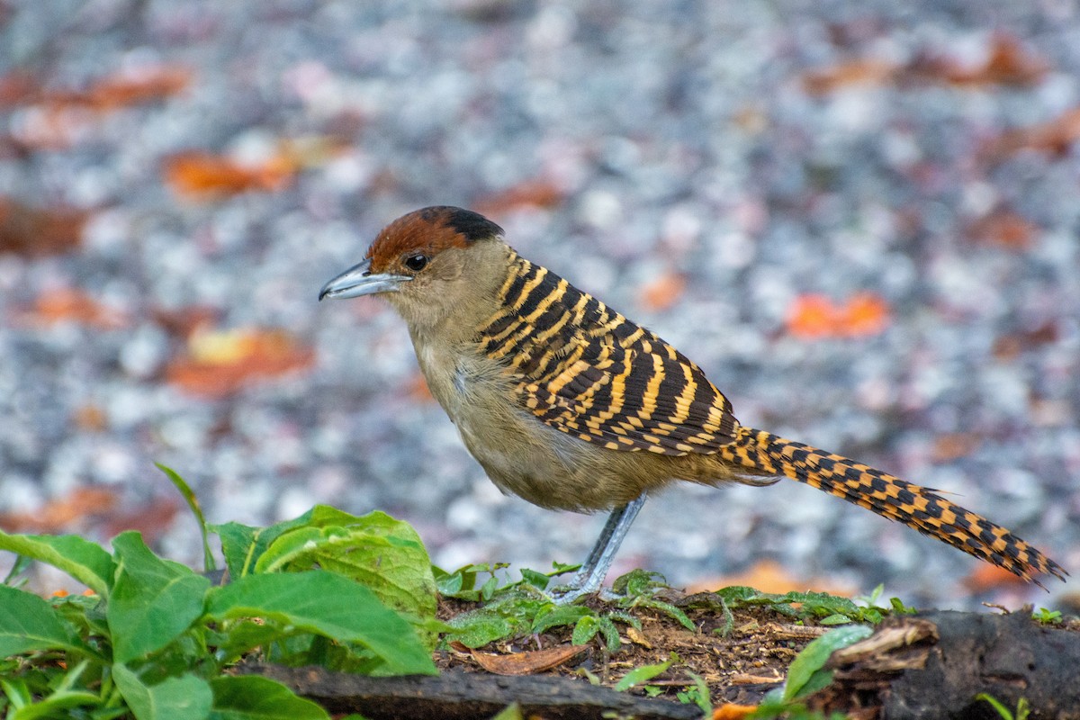 Giant Antshrike - Marcos Eugênio Birding Guide