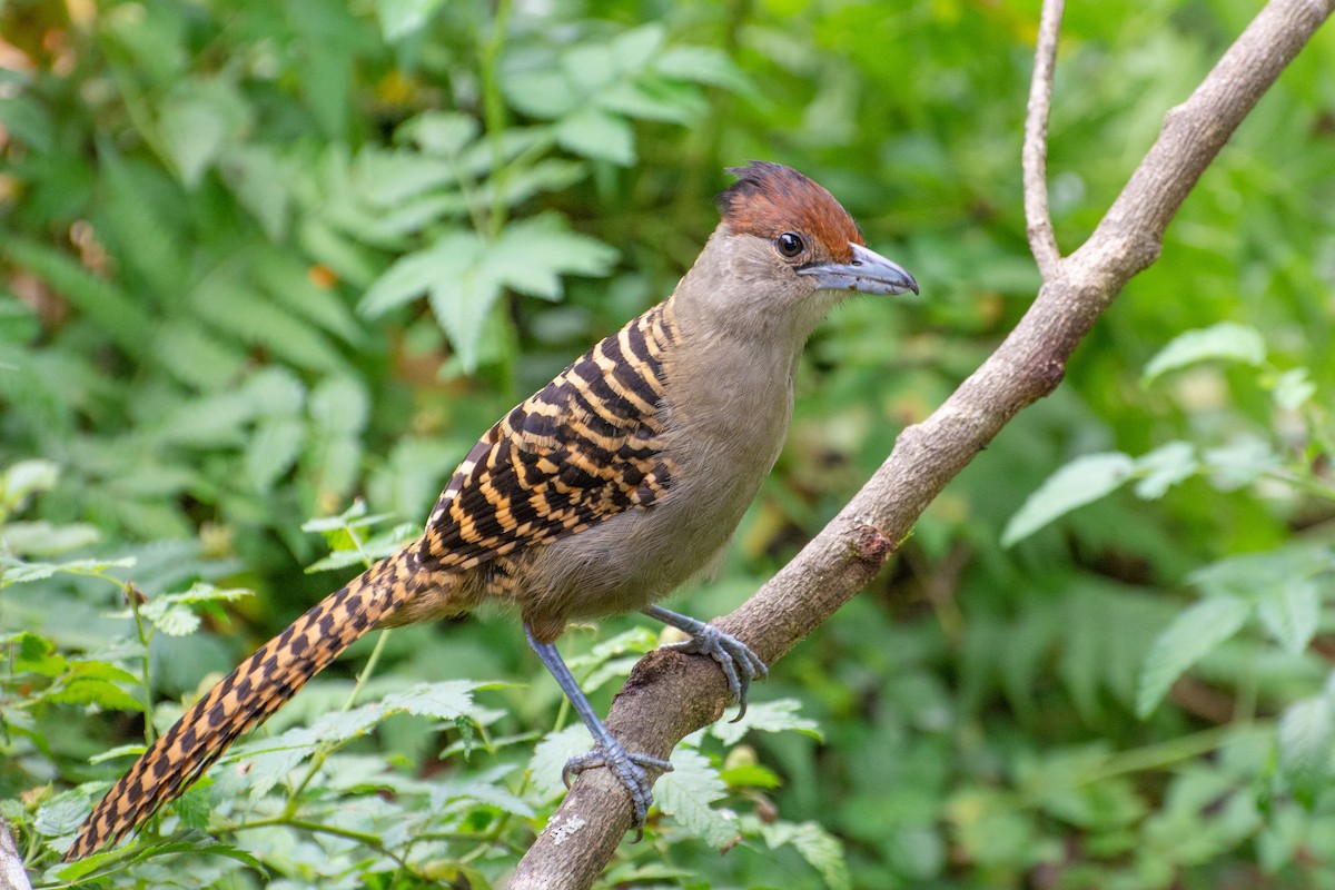 Giant Antshrike - ML523249921