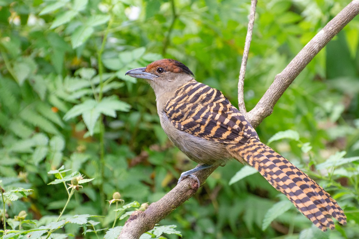 Giant Antshrike - ML523249931