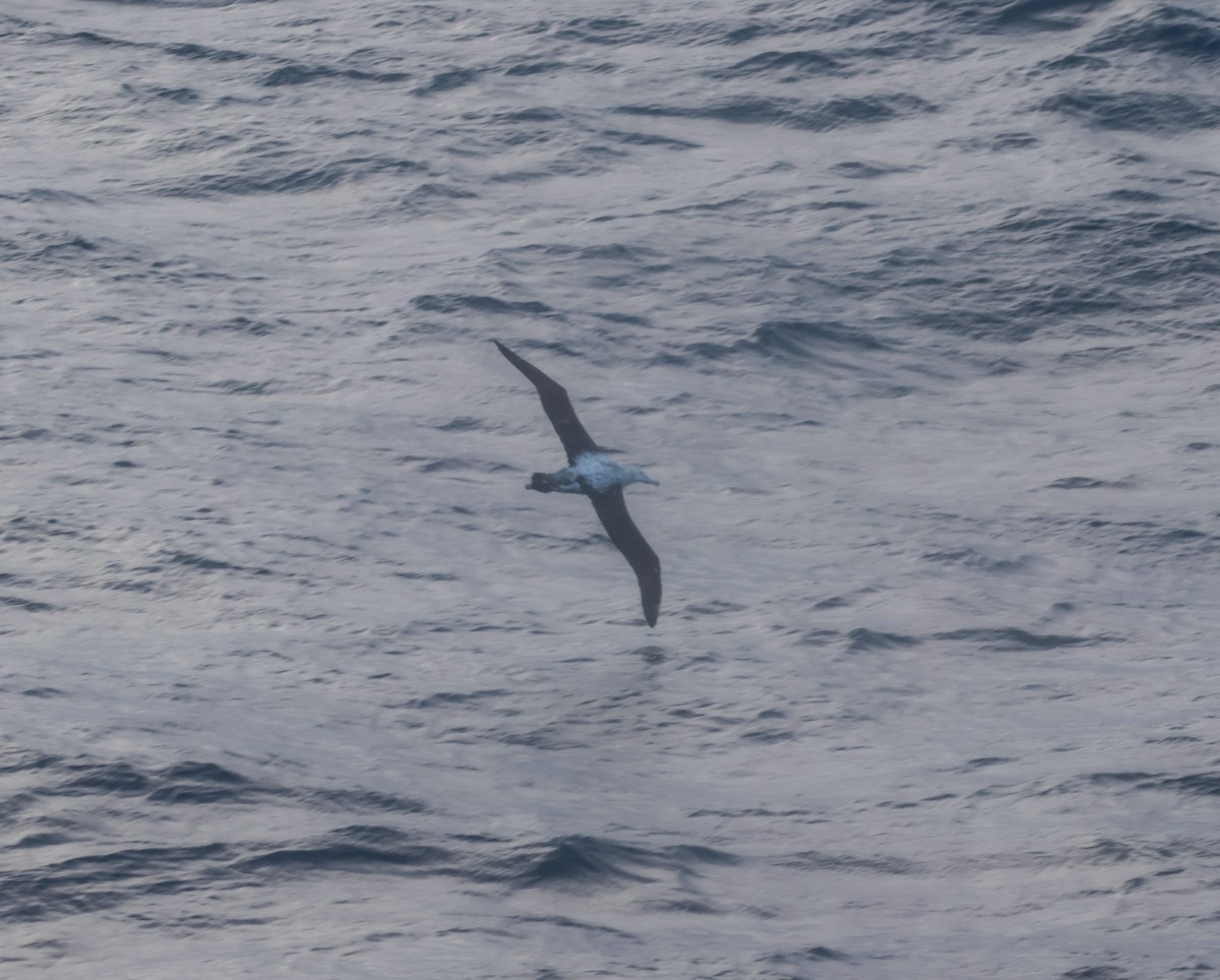 Albatros hurleur, A. de Tristan da Cunha ou A. des Antipodes - ML523250381