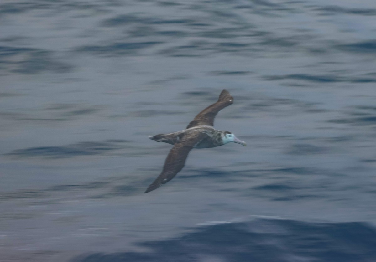 Albatros Viajero/de Tristán de Acuña/de las Antípodas - ML523250401