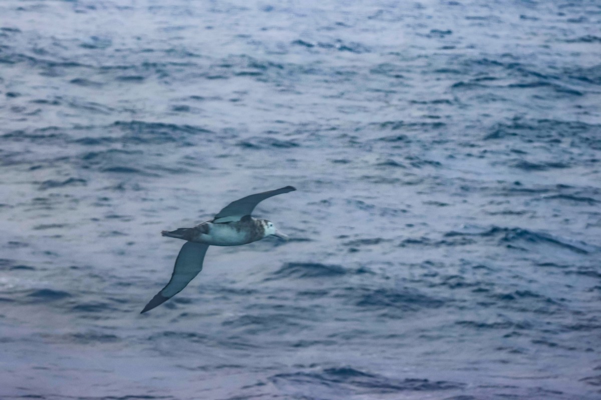 Albatros hurleur, A. de Tristan da Cunha ou A. des Antipodes - ML523250411