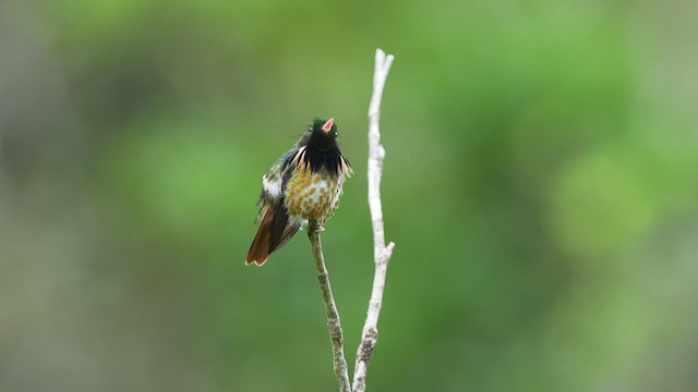 Coqueta Crestinegra - ML523251421