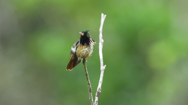 Coqueta Crestinegra - ML523251581