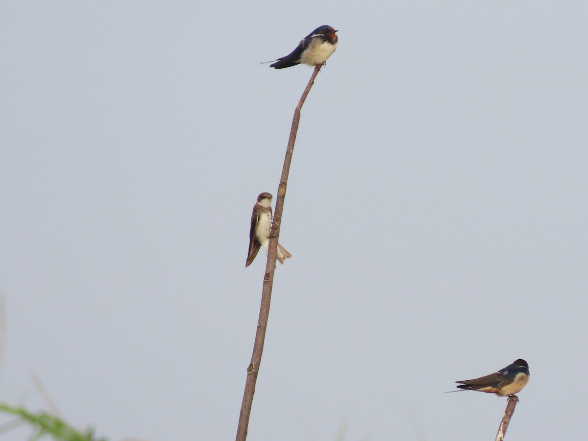 Bank Swallow - ML523252111