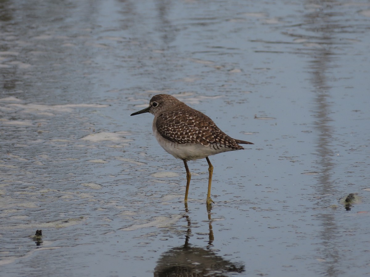 Green Sandpiper - Danidu Geeganage