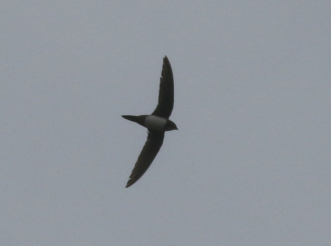 Alpine Swift - ML523253621