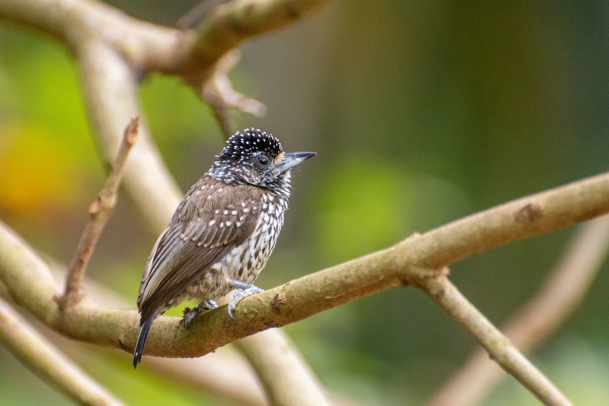 White-wedged Piculet - ML523253791