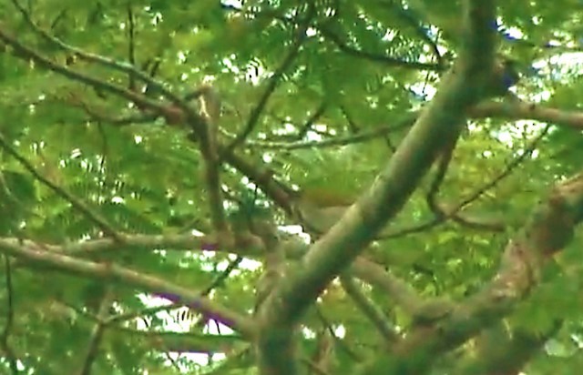 Makira White-eye - ML523254521