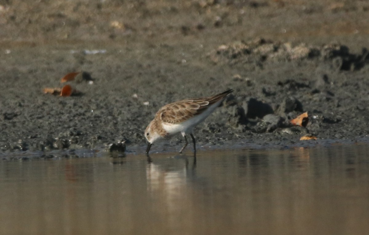 Little Stint - Vignesh Bhat