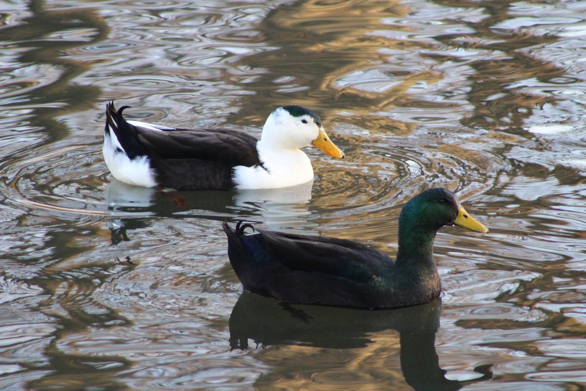 Canard colvert (forme domestique) - ML523254971