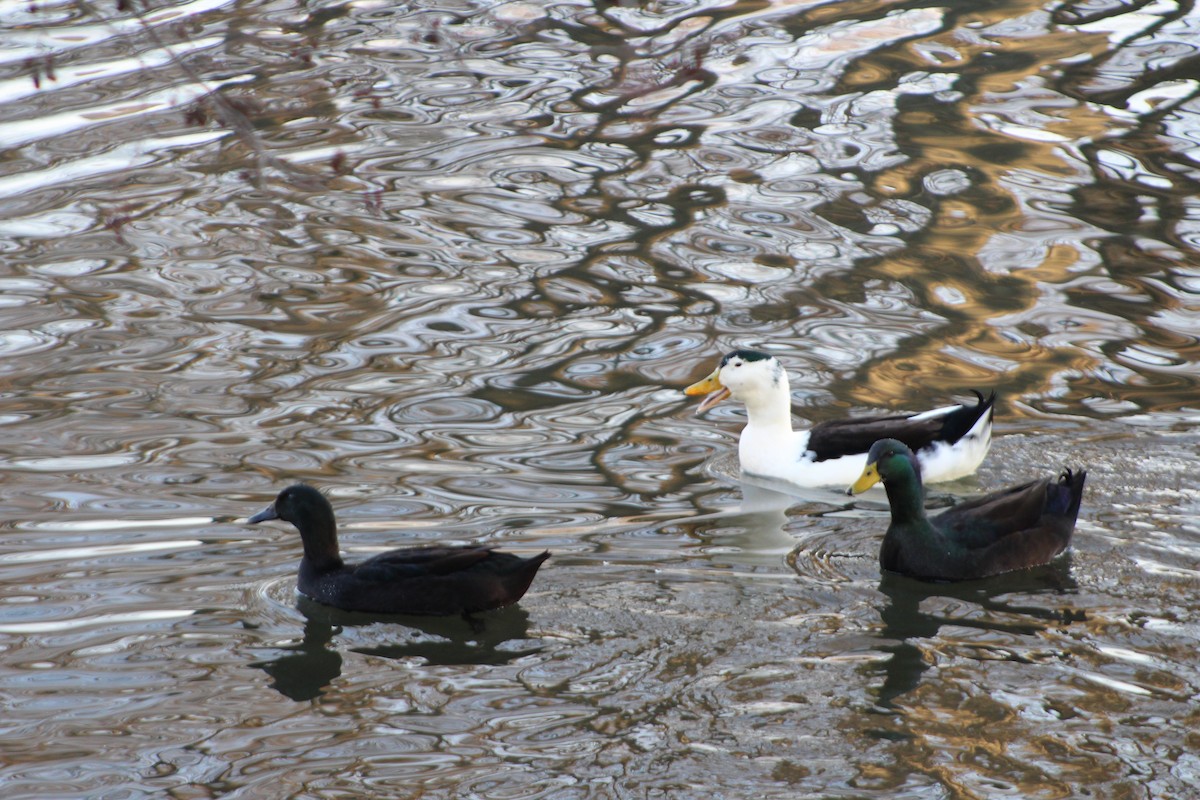 Canard colvert (forme domestique) - ML523254981