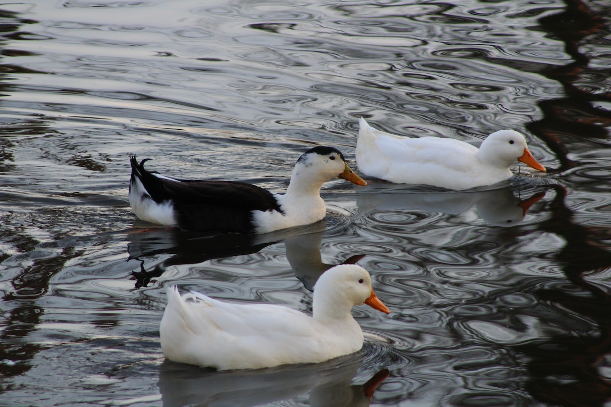 Mallard (Domestic type) - ML523254991