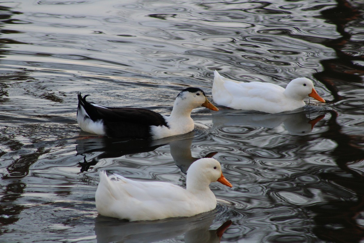 Canard colvert (forme domestique) - ML523254991