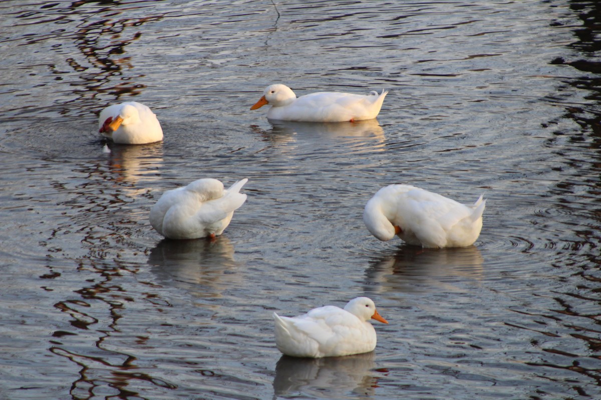 anatidé sp. (canard sp.) - ML523255061