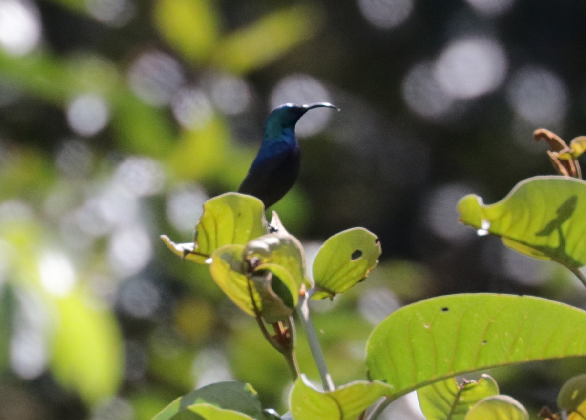 Orange-tufted Sunbird - Émile Brisson-Curadeau